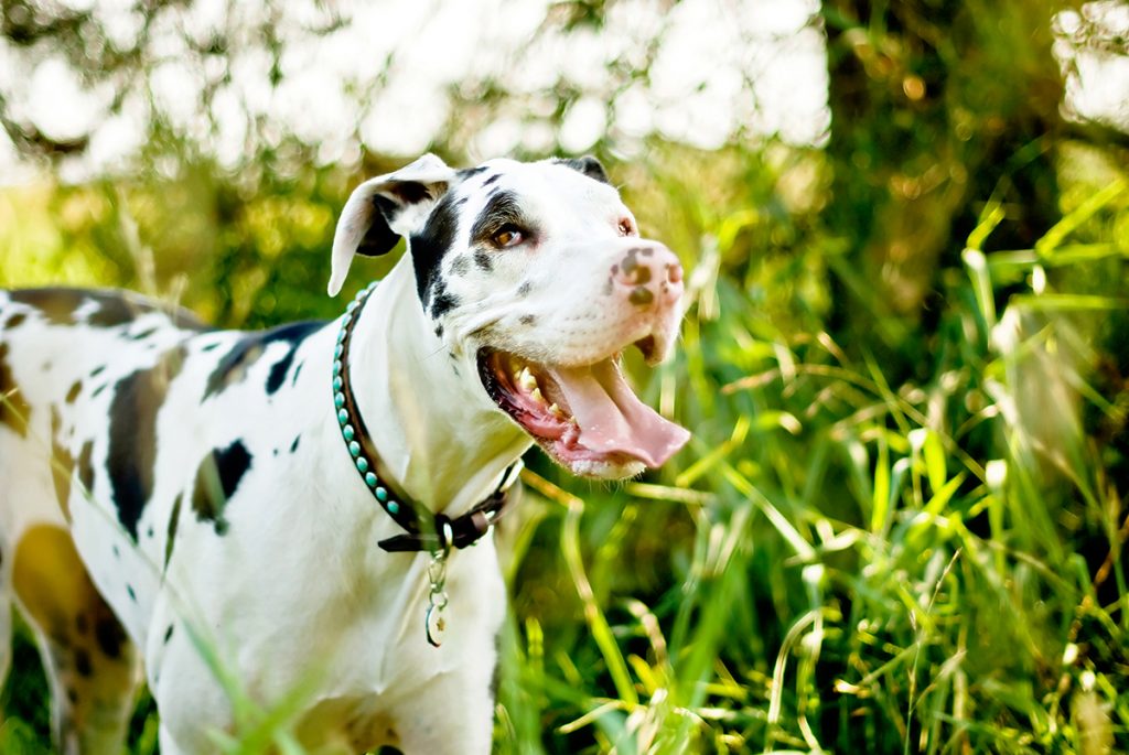 Olivia in the Grass