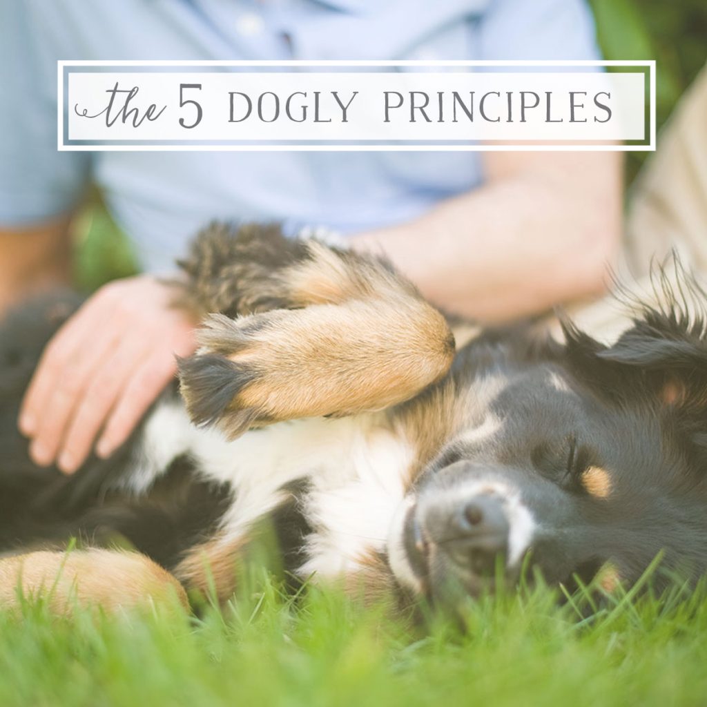 working with dog: 5 Dogly Principles - secrets to success