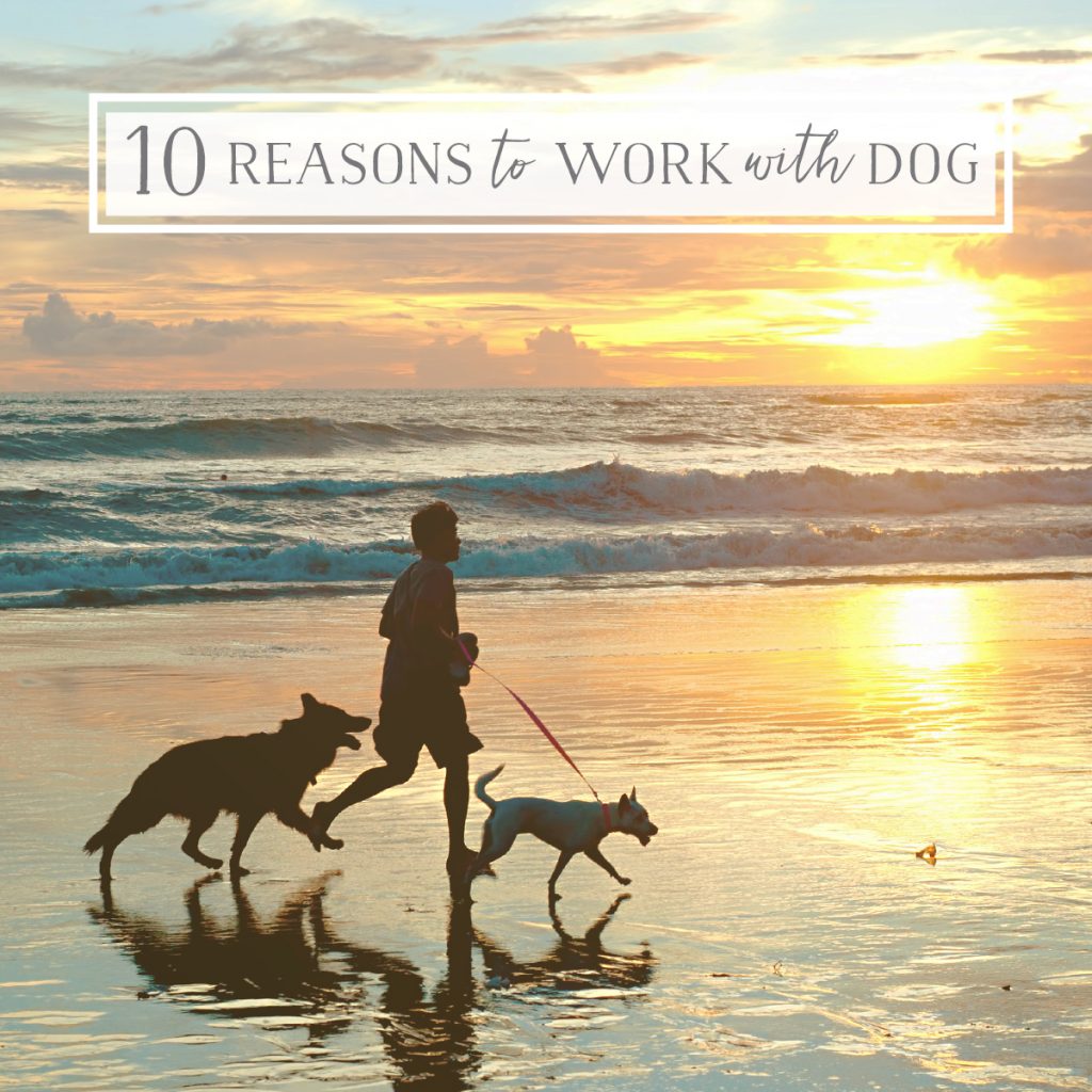 man and dogs running on the beach