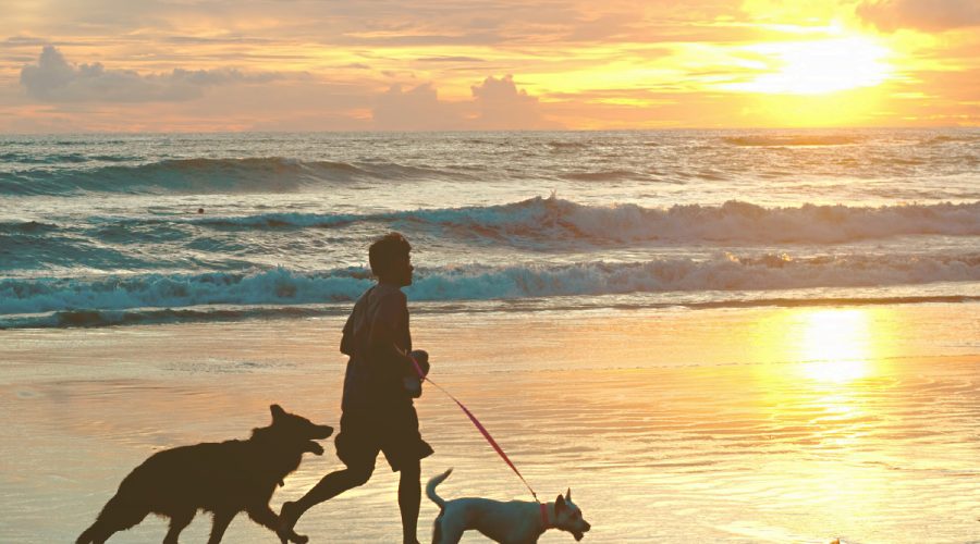 man and dogs running on the beach