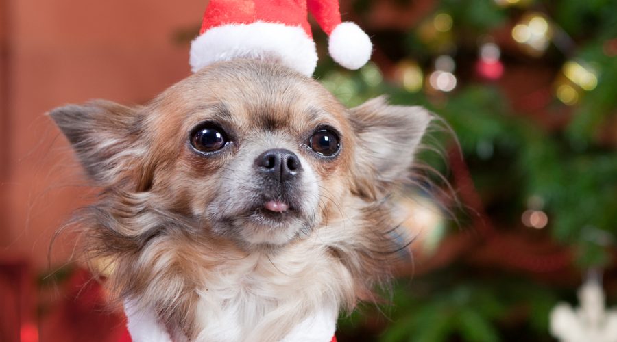 Holiday Tips for Pet Goods with Phil Chang