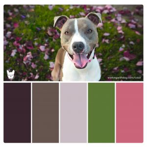 'Happy Pitty' Rich Color Palette for Pet Brand Inspiration