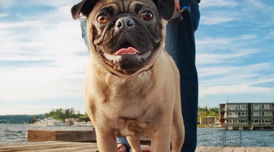 Happy pug with pet parents