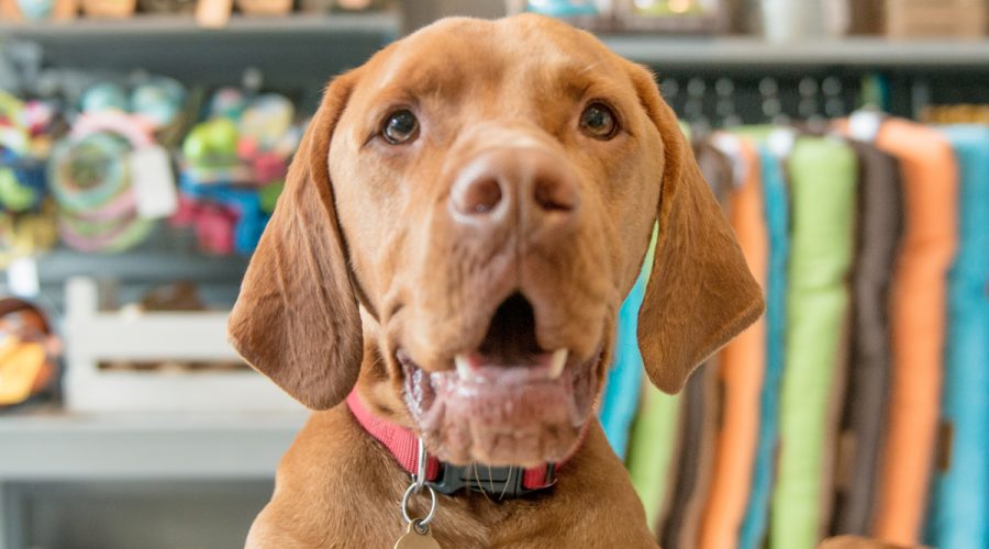 the independent pet retailers' competitive advantage