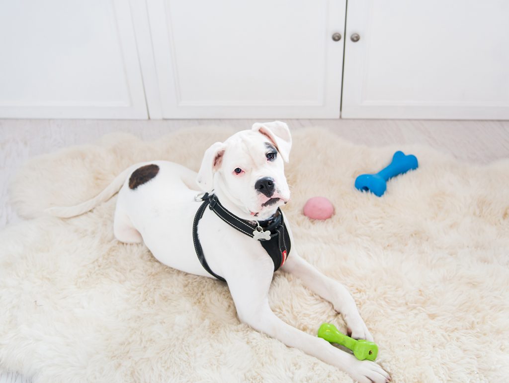 white boxer in pet retail shop with enrichment toys