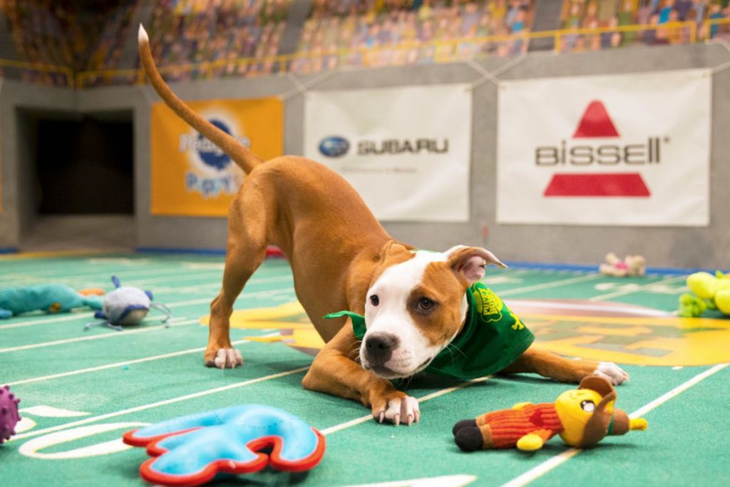 Puppy Bowl by Animal Planet